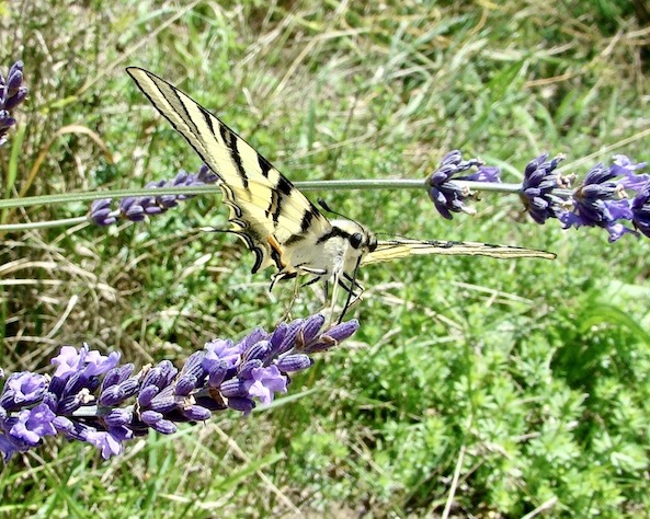 scarce swallowtail